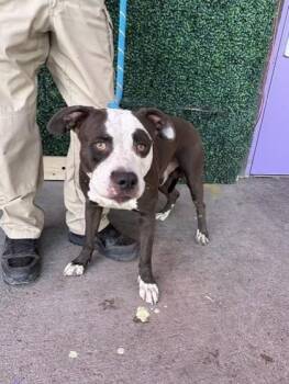 Troubles -  Pit Bull Terrier and Mixed Breed Dog for Adoption in El Paso, Texas - Troubles | PetCurious