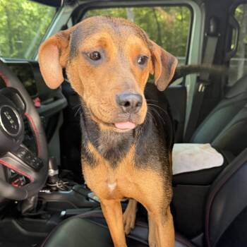 Black And Tan Coonhound and Mixed Breed Dogs Available for Adoption in Tuscaloosa, Alabama - Lela | PetCurious