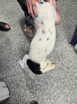 Pit Bull Terrier Dogs Available for Adoption in Athens, Alabama - KYLIE - PUPPY 5 | PetCurious