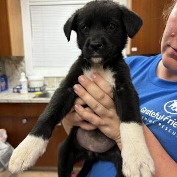Lennon -  Black Labrador Retriever Dog for Adoption in Woodstock, Ontario - Lennon | PetCurious