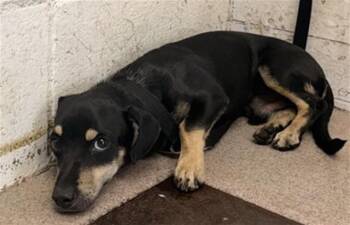 TYLER -  Dachshund and Mixed Breed Dog for Adoption in San Bernardino, California - TYLER | PetCurious