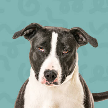 Rescue Bull Terrier Dogs for Adoption in Reno, Nevada - Sonia | PetCurious