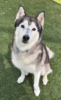 Dez -  Husky Dog for Adoption in Little Elm, Texas - Dez | PetCurious