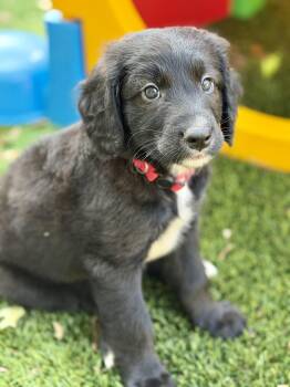 George -  Labradoodle and Border Collie Dog for Adoption in Collingswood, New Jersey - George | PetCurious