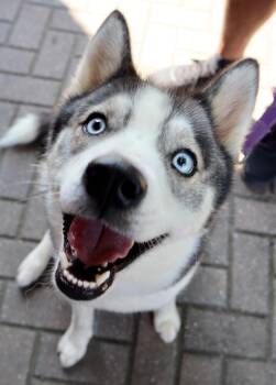 Mika -  Siberian Husky Dog for Adoption in Cumming, Georgia - Mika | PetCurious