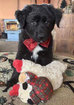 Ebony -  Black Labrador Retriever and Border Collie Dog for Adoption in Chinle, Arizona - Ebony | PetCurious