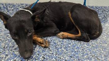 A1938283 -  Shepherd and Mixed Breed Dog for Adoption in Thousand Palms, California - A1938283 | PetCurious