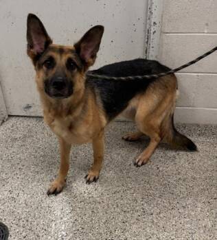Moon -  German Shepherd Dog and Mixed Breed Dog for Adoption in Kansas City, Missouri - Moon | PetCurious