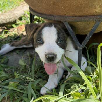 Prada -  Pit Bull Terrier and Mixed Breed Dog for Adoption in Olathe, Kansas - Prada | PetCurious