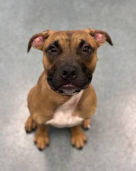 Cooper From the Dog Park -  Shepherd and Pit Bull Terrier Dog for Adoption in Richmond, Virginia - Cooper From The Dog Park | PetCurious