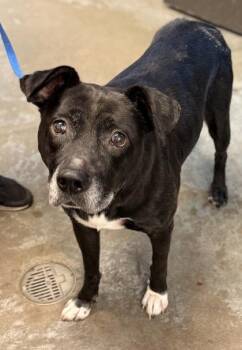Labrador Retriever and Mixed Breed Dogs Available for Adoption in Bowling Green, Kentucky - Dixie | PetCurious
