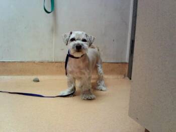 IRA GLASS -  Terrier Dog for Adoption in Martinez, California - IRA GLASS | PetCurious