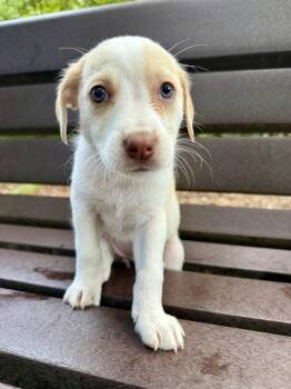 Gracie -  Hound Dog for Adoption in Fairfax, Virginia - Gracie | PetCurious