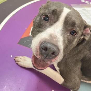 Leshy -  Mixed Breed Dog for Adoption in Philadelphia, Pennsylvania - Leshy | PetCurious