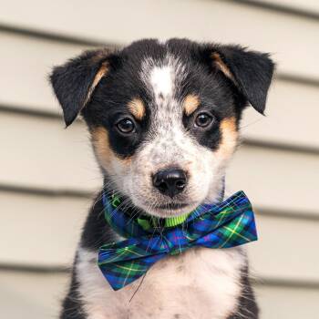 Remy -  Australian Shepherd and Mixed Breed Dog for Adoption in Cincinnati, Ohio - Remy | PetCurious