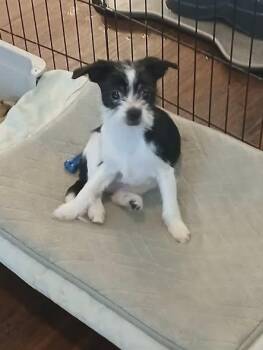 Rescue Shih Tzu and Chihuahua Dogs for Adoption in Inverness, Florida - Ozzy | PetCurious