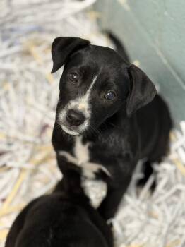 Labrador Retriever Dogs Available for Adoption - Miley | PetCurious