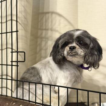 Pumpkin -  Shih Tzu Dog for Adoption in Hindsboro, Illinois - Pumpkin | PetCurious