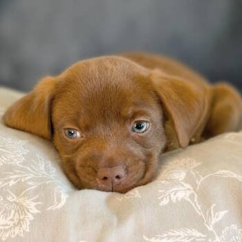Renegade -  Chocolate Labrador Retriever and Pug Dog for Adoption in Boerne, Texas - Renegade | PetCurious