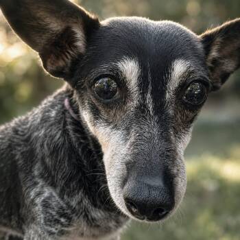 Cookie -  Dachshund and Chihuahua Dog for Adoption in Helena, Alabama - Cookie | PetCurious