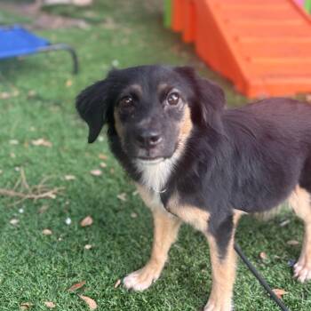 Tia -  Hound and Mixed Breed Dog for Adoption in Port Richey, Florida - Tia | PetCurious