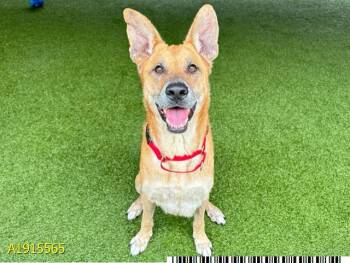 Mixed Breed Dogs Available for Adoption in West Palm Beach, Florida - ZUKO | PetCurious