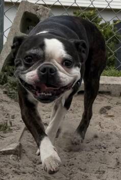 Boston Terrier Dogs Available for Adoption - Lana | PetCurious