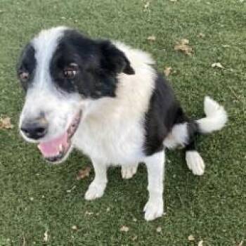 Dale -  Border Collie Dog for Adoption in Red Bluff, California - Dale | PetCurious