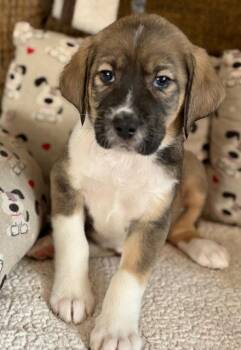 Plott Hound and Australian Shepherd Dogs Available for Adoption - Bentley | PetCurious
