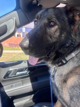 German Shepherd Dog Dogs Available for Adoption - Mufasa | PetCurious