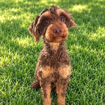 Violet -  Poodle Dog for Adoption in La Grange, Kentucky - Violet | PetCurious
