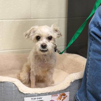 Maltese Dogs Available for Adoption in Waterford, New Jersey - MONTGOMERY | PetCurious