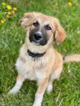 Great Pyrenees and German Shepherd Dog Dogs Available for Adoption in Decorah, Iowa - Penny | PetCurious