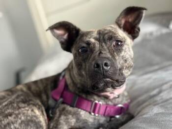 M`Lynn Eatenton fka Dog 7 -  Mixed Breed Dog for Adoption in West Chester, Pennsylvania - M`Lynn Eatenton Fka Dog 7 | PetCurious