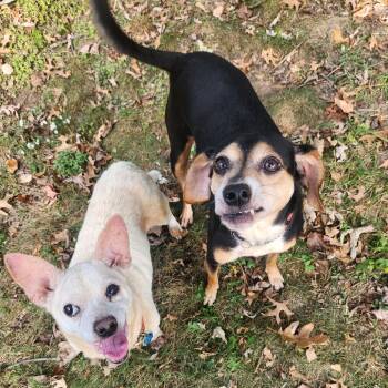 Rescue Chihuahua and Mixed Breed Dogs for Adoption in Avon, Ohio - Teddy (Bonded W/ Tara) | PetCurious