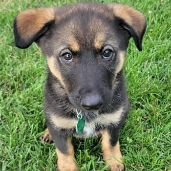 Rory -  Mixed Breed Dog for Adoption in Buffalo, Minnesota - Rory | PetCurious