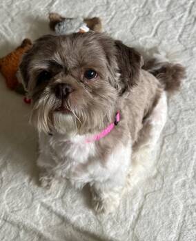 Shih Tzu Dogs Available for Adoption in Merrillville, Indiana - Bella | PetCurious