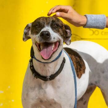 Pita -  Labrador Retriever and English Pointer Dog for Adoption in New York, New York - Pita | PetCurious