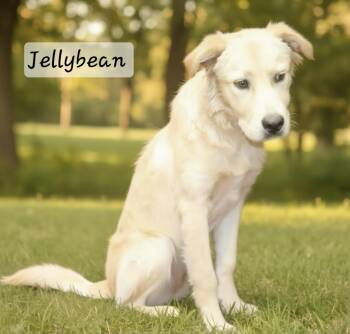 Jellybean -  Golden Retriever Dog for Adoption in Manchester, Connecticut - Jellybean | PetCurious
