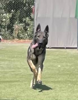 Sue -  German Shepherd Dog Dog Available for Adoption in Glendale, Arizona - Sue | PetCurious