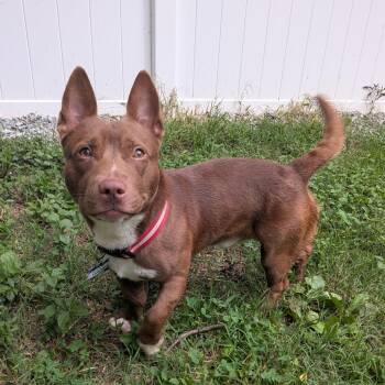 Pawzilla -  Terrier and Dachshund Dog for Adoption in Wake Forest, North Carolina - Pawzilla | PetCurious