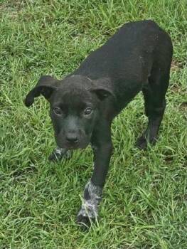 Tina Sue -  Labrador Retriever and Terrier Dog for Adoption in Hartsville, South Carolina - Tina Sue | PetCurious