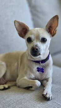 Echo -  Mixed Breed and Chihuahua Dog for Adoption in Cando, Saskatchewan - Echo | PetCurious