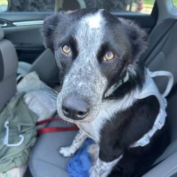 Gizmo -  Border Collie and Mixed Breed Dog for Adoption in New Orleans, Louisiana - Gizmo | PetCurious