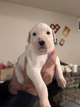 Rescue Retriever Dogs for Adoption in Stephens City, Virginia - Puppy 0564 | PetCurious