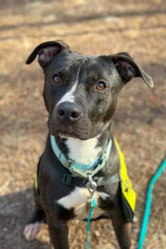 Squire -  Mixed Breed Dog for Adoption in Miamitown, Ohio - Squire | PetCurious