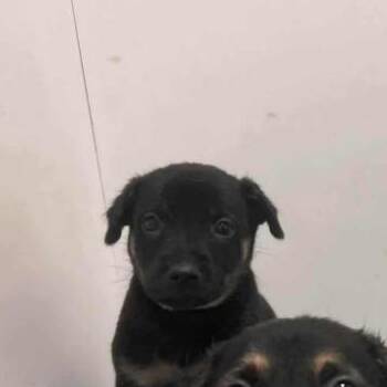 Scout -  Shepherd and Mixed Breed Dog for Adoption in Duck River, Tennessee - Scout | PetCurious