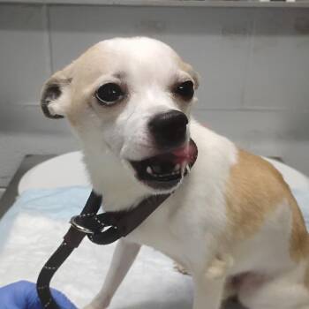 Mixed Breed Dogs Available for Adoption - Phoenix | PetCurious