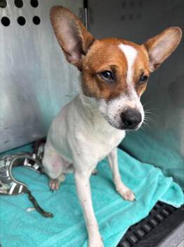 Parson Russell Terrier and Mixed Breed Dogs Available for Adoption - Odie | PetCurious