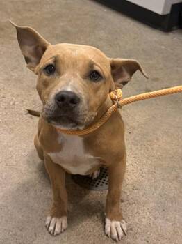 Calliope -  Pit Bull Terrier Dog for Adoption in Cleveland, Ohio - Calliope | PetCurious